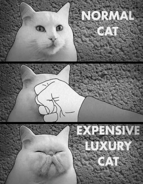 expensive cat.jpg