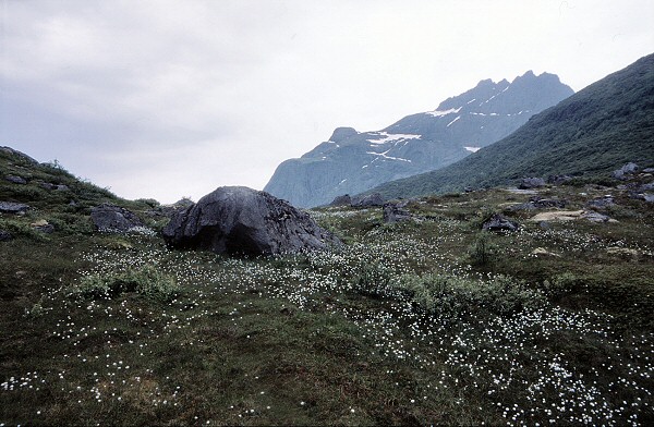somłer @ lofoten
